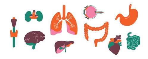 interne corps organes. Humain anatomie et organes pour transplantation graphique, un rein estomac cerveau cœur médical collection. vecteur isolé ensemble