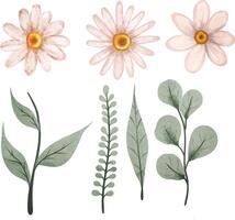 fleur, Marguerite, isolé, nature, blanc, pétale, magnifique vecteur