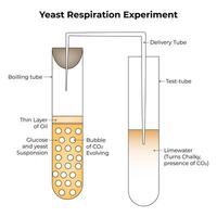 Levure respiration expérience science conception vecteur illustration diagramme