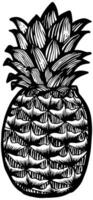 ananas main tiré illustration. tropical fruit gravure sur bois dessin. vecteur