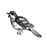 une Rossignol, une en chantant oiseau. graphique vecteur noir et blanc illustration. pour logos, insignes, autocollants et impressions. pour cartes postales, affaires cartes, prospectus et affiches.