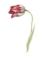 Tulipe rose de Jean Bernard (1775-1883). Original du musée Rijks. Augmenté numériquement par rawpixel. vecteur