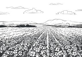 vecteur esquisser de une coton champ. rural paysage avec montagnes, récolte temps. coton feuilles et fleurs, détaillé illustration de une ferme dans gravure style. collection de brut matériaux pour textiles.