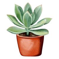 aquarelle succulent plante dans pot. aquarelle fleur pot isolé sur blanche. vecteur