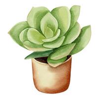 aquarelle succulent plante dans pot. aquarelle fleur pot isolé sur blanche. vecteur