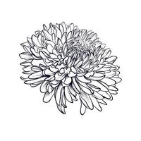 vecteur illustration de une épanouissement chrysanthème fleur