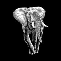 blanc ligne l'éléphant illustration sur noir Contexte vecteur