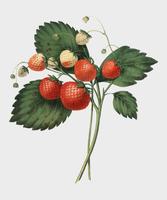 La Boston Pine Strawberry (1852) de Charles Hovey, une illustration vintage de fraises fraîches. Amélioré numériquement par rawpixel. vecteur