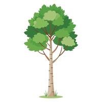 bouleau arbre isolé plat vecteur illustration.