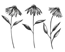 échinacée fleurs encre esquisser main tiré vecteur isolé illustration fleur, feuilles. conception à base de plantes gravé botanique plante graphique pour thé, biologique cosmétique, médecine, aromathérapie pour logo, impression