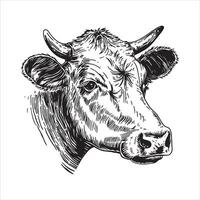 portrait de une vache, noir et blanc illustration dans esquisser style, gravure. ancien dessin, ferme animal vecteur