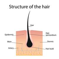cheveux infographie structure. laser cheveux suppression vecteur