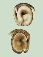 1. Chouette effraie masquée (Strix personata) 2. Illustration d&#39;un hibou masqué de Tasmanie (Strix castanops) vecteur