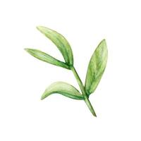 herbe brindille feuilles aquarelle dessin. champ printemps plante vert illustration. olive canneberge brunch isolé blanc Contexte vecteur