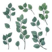 gros ensemble de rond eucalyptus clipart pour mariage faire-part, vecteur