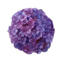 aquarelle violet hortensia épanouissement clipart, été fleurs pétales. vecteur
