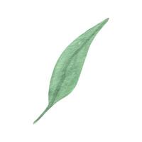 mignonne main tiré vert feuille. aquarelle illustration feuilles pour mariage décoration et dispositions. vecteur
