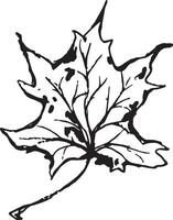 esquisser dessin de une érable feuille dans noir et blanc contour. ancien érable, génial conception pour tout fins. vecteur
