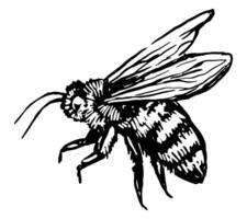 en volant abeille, insecte animal esquisser. main tiré vecteur illustration. rétro gravure style clipart isolé sur blanc Contexte.