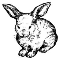 mignonne bébé lapin, jolie lapin. sauvage animal dans gravure style. main tiré vecteur illustration. rétro clipart isolé sur blanc Contexte.