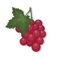 Frais fruit grain de raisin et feuille vigne dessin animé illustration vecteur