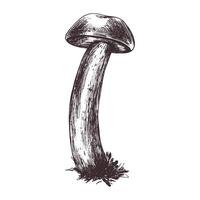 forêt comestible champignon bolet avec mousse sur une tige. graphique botanique illustration main tiré dans marron encrer. pour recettes, emballage, l'automne festival, récolte. isolé objet vecteur