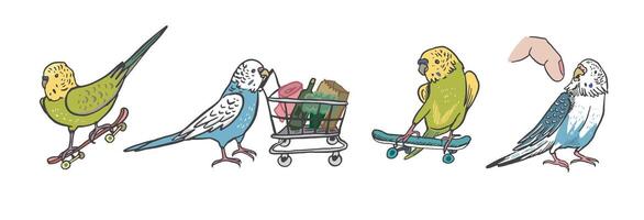perroquets des oiseaux animaux domestiques vecteur des illustrations ensemble.
