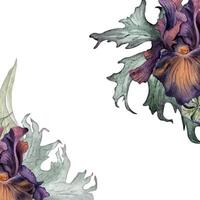 aquarelle violet iris fleur et feuilles isolé sur blanche. gothique floral illustration main dessiné. foncé botanique mariage décoration dans ancien style. élément pour invitation, emballer, carte, impression vecteur