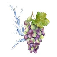 une bouquet de rouge raisins, feuille et éclaboussures eau, gouttes. vigne. isolé aquarelle illustration pour le conception de Étiquettes de vin, grain de raisin jus et produits de beauté, cartes vecteur