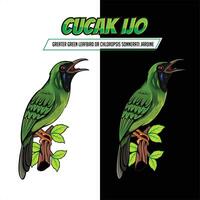 vecteur coucou hijaou oiseau ou plus grand vert oiseau-feuille pour illustration et équipe logo mascotte