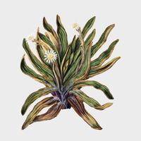 Plante ancienne Marguerite de montagne dessinée par Sarah Featon (1848 - 1927). Augmenté numériquement par rawpixel. vecteur