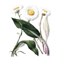 Plante antique marguerites de montagne néo-zélandaise dessinée par Sarah Featon (1848 - 1927). Augmenté numériquement par rawpixel. vecteur