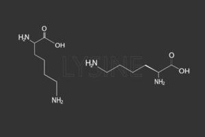 lysine moléculaire squelettique chimique formule vecteur