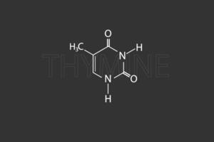 thymine moléculaire squelettique chimique formule vecteur