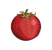 main tiré tomate Couleur vecteur illustration