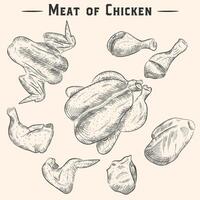 vecteur poulet Viande dessins. gravé entier poulet et jambes, ailes, filet et cuisse. la volaille agriculture Naturel affaires