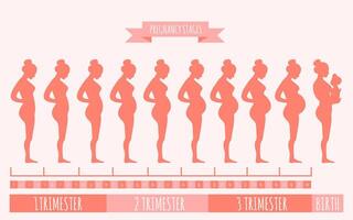 vecteur illustration de Enceinte femelle silhouettes. changements dans une femme corps dans grossesse. grossesse étapes, trimestres et naissance, Enceinte femme et bébé. infographie éléments