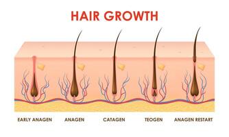 cheveux croissance cycle, follicules phase dans Humain cuir chevelu vecteur