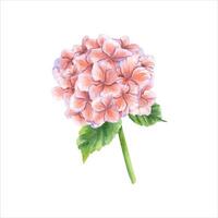 ancien hortensia branche. bouquet dans l'automne branché couleurs. aquarelle illustration. vecteur