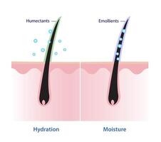 Comparaison de cheveux hydratation et cheveux humidité vecteur illustration. humectants attirer humidité dans à le cheveux, émollients joint dans humidité et livrer longue durable résultats.