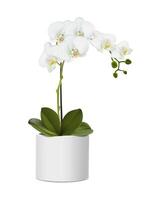 3d réaliste vecteur icône illustration. orchidée fleur dans le blanc pot. isolé sur blanc Contexte.