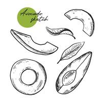 Avocat tranche vecteur. main tiré esquisser de mûr tropical fruit. pièce de pelé Frais Avocat. savoureux en bonne santé nourriture, jardin légume contour. monochrome illustration isolé sur avec vecteur