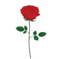 Célibataire ouvert rouge Rose plat vecteur isolé sur blanc Contexte. main tiré illustration