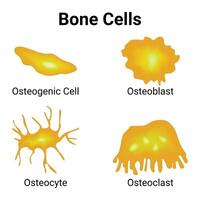 OS cellules science conception vecteur illustration diagramme