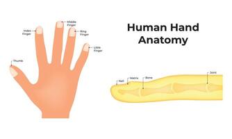 Humain main anatomie science conception vecteur illustration diagramme