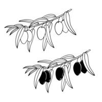 deux graphiquement représenté branches de un olive arbre. mûr baies pour le olive pétrole étiqueter. vecteur élément pour une marque déposée, logo. blanc arrière-plan, monochrome illustration. gravure.