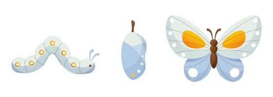 la vie cycle de une papillon. chenille, chrysalide, bleu papillon. vecteur illustration de papillon développement étape sur blanc Contexte. la biologie concept pour enfants éducatif matériel.