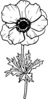 vecteur anémone avec tige et feuilles noir et blanc ligne illustration. printemps botanique dessin avec Célibataire fleur