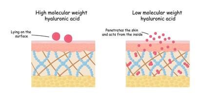 faible moléculaire poids hyaluronique acide, peau anatomie. illustration de faciale cosmétique procédures vecteur