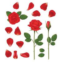 roses rouges belles fleurs romantiques bourgeons pétales feuilles nature mariage plantes vecteur réaliste collection illustration plante florale pétale de rose rouge